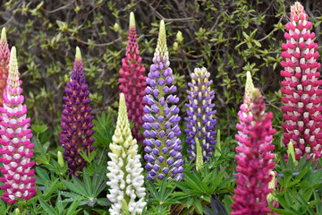 Spring Wildflowers in Incheon Grand Park, Korea