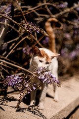 mongrel cat white with red color walks and sniffs flowers