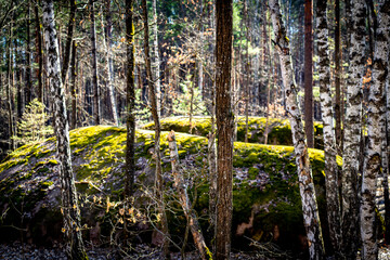 Green mossy forest with mythical mossy stones