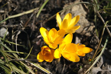 yellow flowers on spring earth on a sunny day