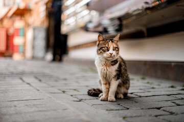 view on striped mongrel cat sitting on the street