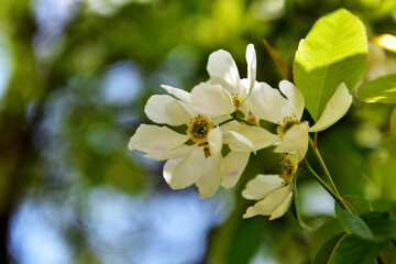 Spring Wildflowers in Incheon Grand Park, Korea