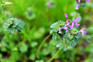 Spring Wildflowers in Incheon Grand Park, Korea