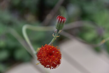 Spring Wildflowers in Incheon Grand Park, Korea