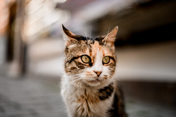 close-up of cute cat's head with stripes on blurred background