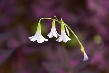Spring Wildflowers in Incheon Grand Park, Korea