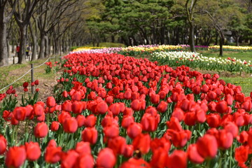 Spring Wildflowers in Incheon Grand Park, Korea