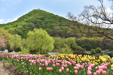 Spring Wildflowers in Incheon Grand Park, Korea