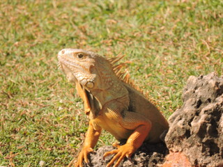 Iguana