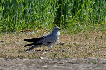 mâle busard cendré posé au sol