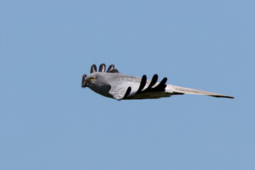 mâle busard cendré planant dans les airs