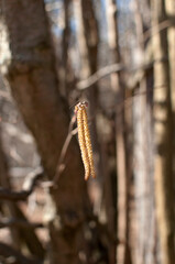 Background, texture. Close-up of a maple earring on a blurred background.