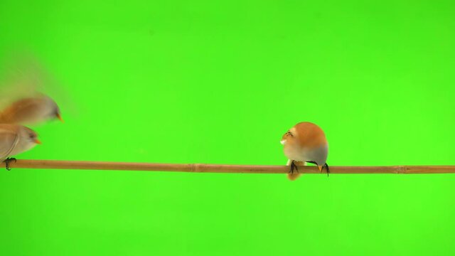 mustachioed tits fly to a branch and fly away against a green background. studio, natural sound