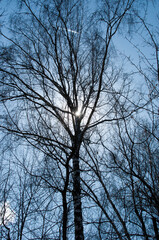 Sunbeams shining through the branches of a tree on a sunny day. Clear spring day.