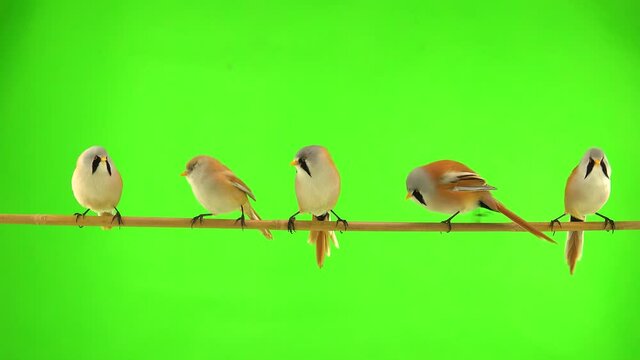 five baleen tits move along a branch on a green screen. studio, natural sound