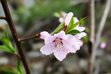 Mountain cherry blossoms in Bukhansan, South Korea