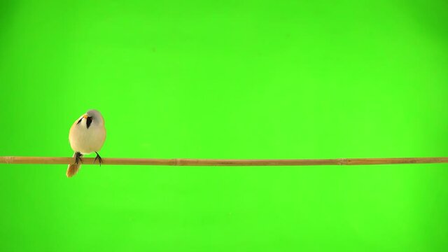 baleen tit moves along a branch on a green screen in the studio. natural sound