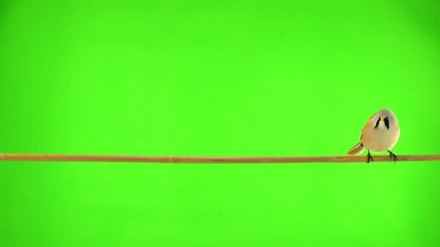 baleen tit moves along a branch on a green screen in the studio