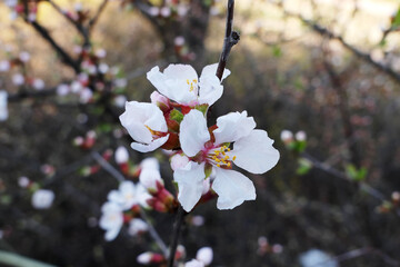 Cherry blossoms in Cheontaesan, Korea