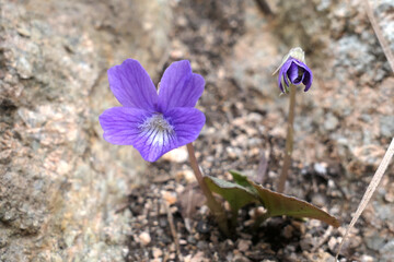 Wildflowers of Mt. Cheontae, Korea
