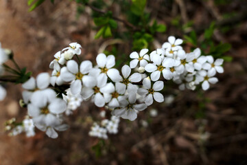 Wildflowers of Mt. Cheontae, Korea