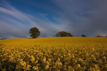 Fototapeta premium Blooming rape field with oak tree in spring.