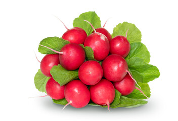 Bunch of fresh radishes with green tops isolated on white background with soft shadow
