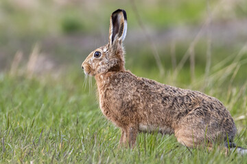 European brown hare waiting on a meadow