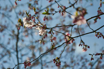 Beautiful flowering Japanese cherry - Sakura. Background with flowers on a spring day.