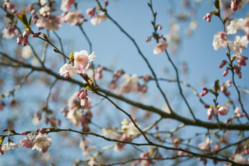 Beautiful flowering Japanese cherry - Sakura. Background with flowers on a spring day.