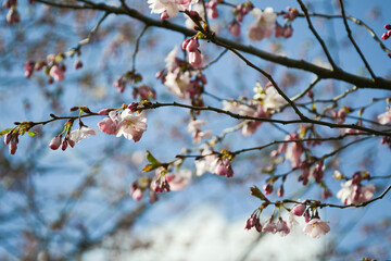 Beautiful flowering Japanese cherry - Sakura. Background with flowers on a spring day.
