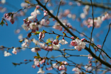 Beautiful flowering Japanese cherry - Sakura. Background with flowers on a spring day.