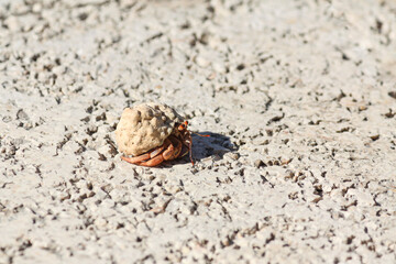 Hermit crab on rocky ground, Riviera Maya, Mexico