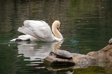 A graceful white swan swimming on a lake with dark green water. The white swan is reflected in the water