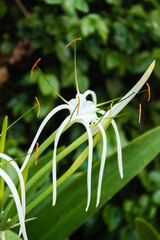 White Southern Spider Lily flower, Hymenocallis, Riviera Maya, Mexico