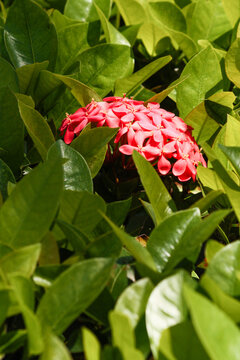 Ixora flowers, Riviera Maya, Mexico