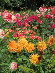dahlia flowers in the garden