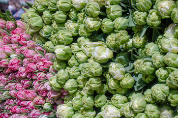 Fototapeta na wymiar Tulpen auf einen Markt