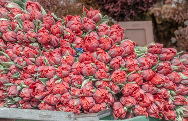 Tulpen auf einen Markt