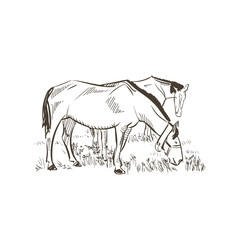Horses grazing illustration. Horses eat grass on the sketch field. Pasture on the horse farm. Horses drawing