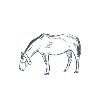 Horse illustration. Horse sketch. Horse drawing