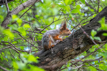 Naklejka na ściany i meble The squirrel sits on a branches in the spring or summer.
