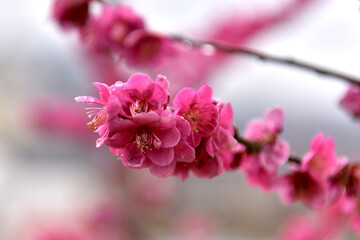 Beautiful plum blossoms and scenery of Maehwa Village in Hongssang-ri, Korea