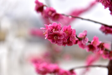 Beautiful plum blossoms and scenery of Maehwa Village in Hongssang-ri, Korea