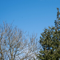 Ntaural Beauty Of Nature With Trees, No People And Clear Blue Sky