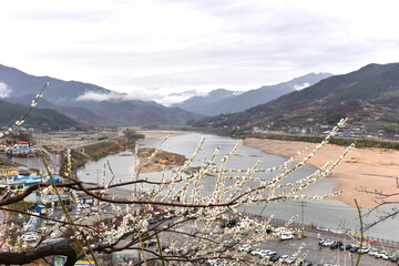 Beautiful plum blossoms and scenery of Maehwa Village in Hongssang-ri, Korea