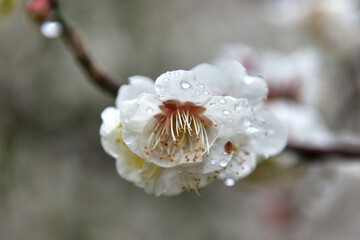 Beautiful plum blossoms and scenery of Maehwa Village in Hongssang-ri, Korea