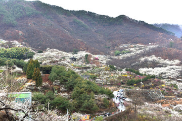 Beautiful plum blossoms and scenery of Maehwa Village in Hongssang-ri, Korea