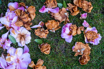 Dead Flower Blossom Of Evergreen Camillia Shrub With No People Lying On Grass