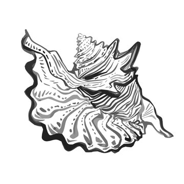 Sea shell hand drawn doodle outline sketch in gray black halftones. Amazing inhabitant of the seabed, cockleshell for logo, icons, postcards. Stock vector illustration isolated on white background. 